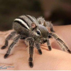 W1kspidersquirrel