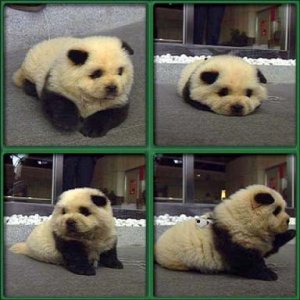 Panda Dog!