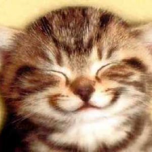 Smiley Cat