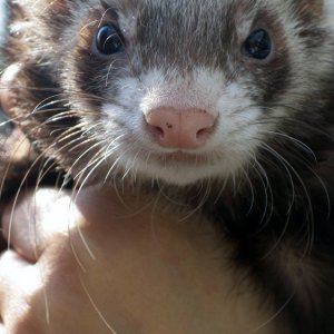 My Ferret: Ferguson 2