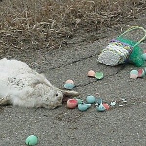 Dead Bunny