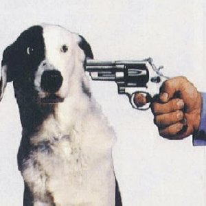 Shoot That Dog