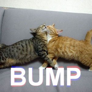 Bump (cats)