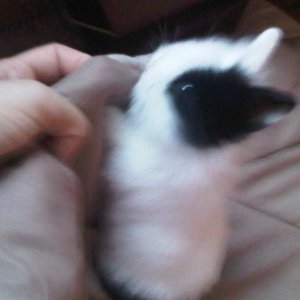 my bunny fluffy:)