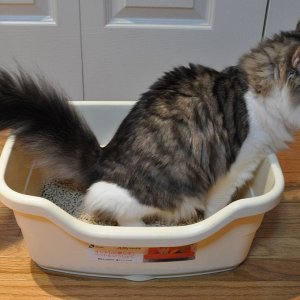 cat-litter-box