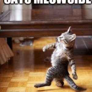 cats-meowside-how-bow-dah-nngflip-com-how-bow-dah-12859830