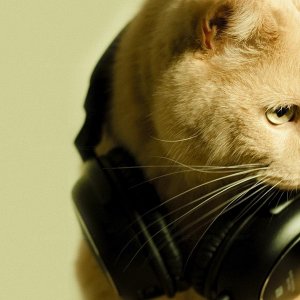 55583 cat cat with headphones
