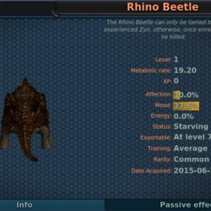 Rhino Beetle Pet