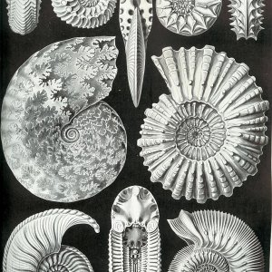 haeckel ammonitida