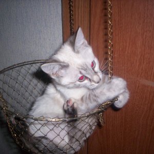 Basket cat.