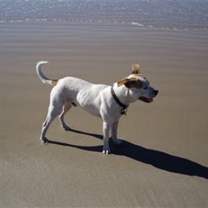 odie at beach