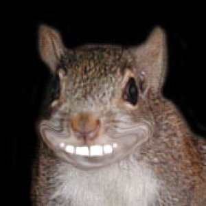 fromsquirrel