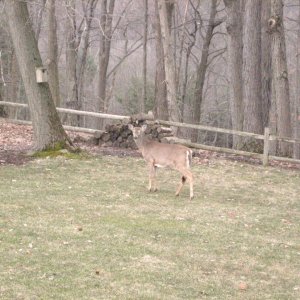 Deer in my backyard