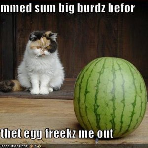 funny pictures cat bird egg watermelon