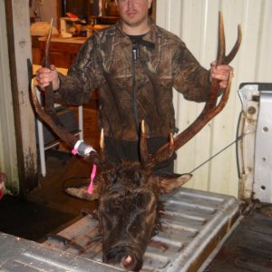 5 point bull elk