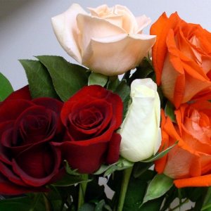 Rosess_372371