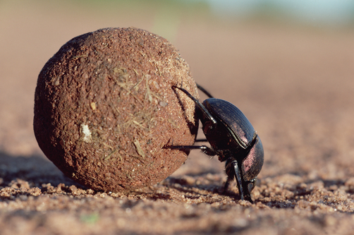 Dung%2BDung%2BDung%2BBeetle.jpg