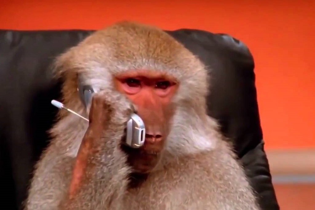 Monkey-phone.jpg