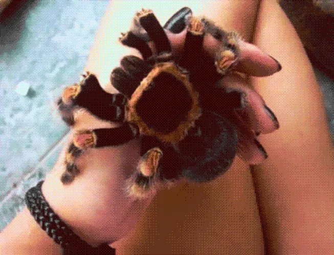 large-spider-in-womans-hand-unuz8j0j83tn6gci.webp