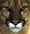 J.C Cougar's Avatar