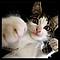 Ginger's Avatar