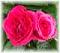 Quartz Rose's Avatar