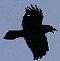 Raven's Avatar
