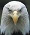 eagle's Avatar