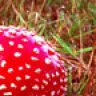 Amanita