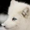 White Wolf