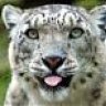 SnowLeopard