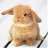 Psychorabbit