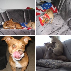 My Puppies