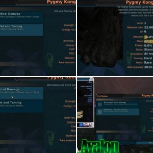 pygmy kong
