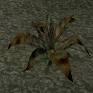 plant0034