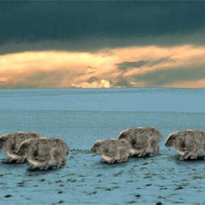Shag Rats