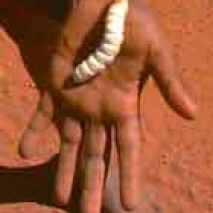 Witchetty grub