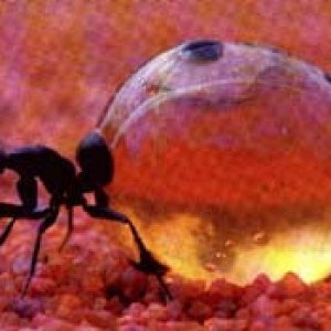 Honeyant