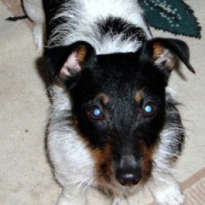 Jack Russell Terror