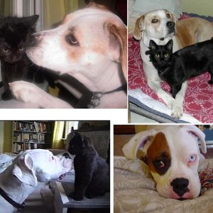pets