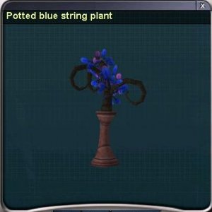 pot blue flowers