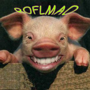 happy pig