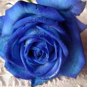 blue rose