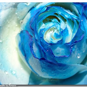 bluewhite rose