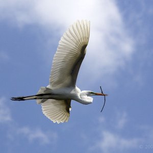 Egret In Flight