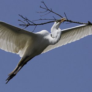 Egret In Flight - Nest Building