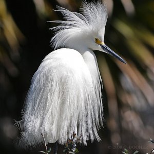 Snowy Egret - Breeding Plumage