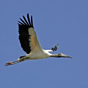 Wood Stork In Flight