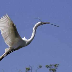 Egret Taking Off With Nesting Materials