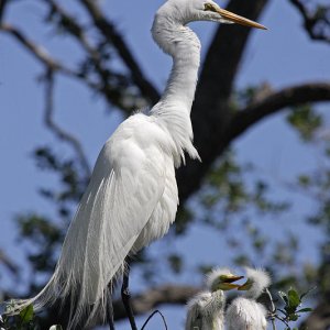 Great Egret With Chicks